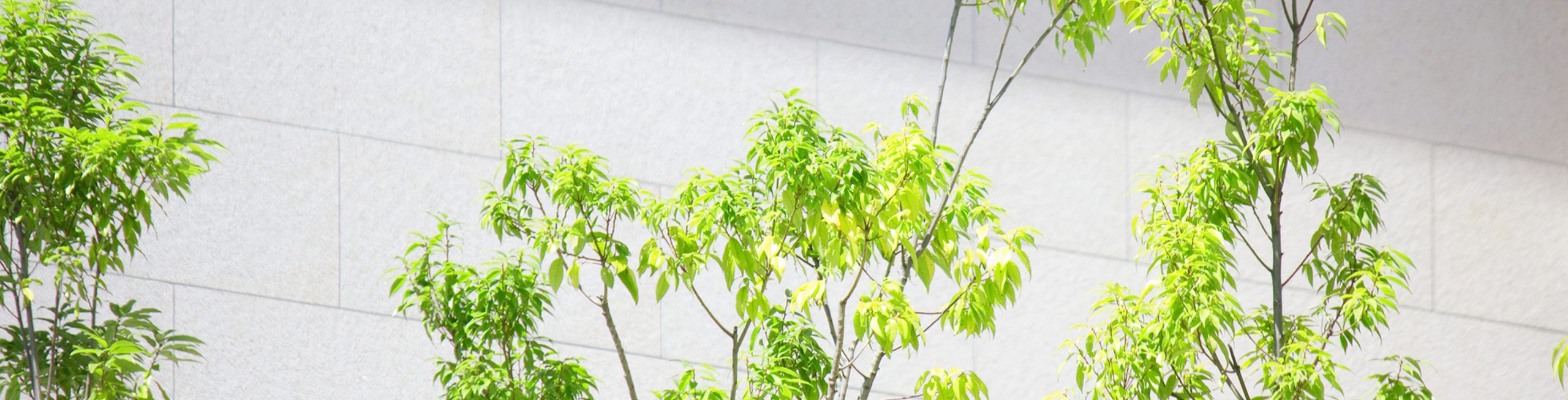 土曜・日曜の内視鏡検査